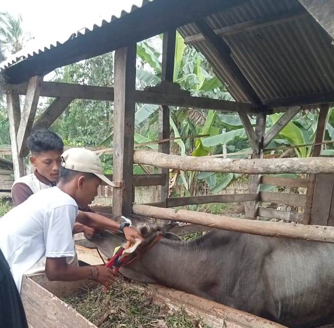 Pemasangan Eartag Berkode pada ternak sapi di Tiyuh Mekar Jaya